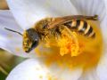 Halictus scabiosae